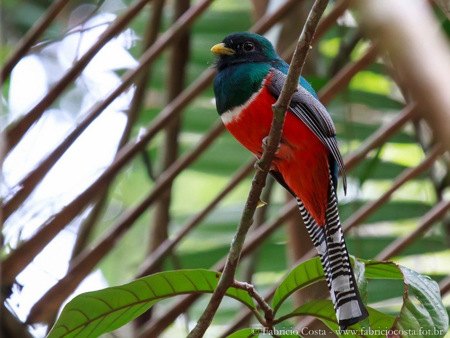 Pretty Collared trogon