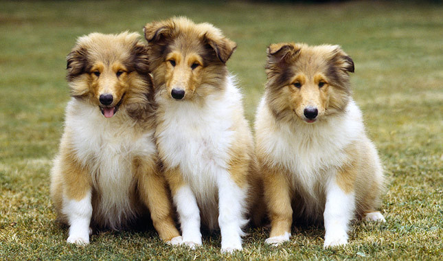 Pretty Collie - Dog Breed