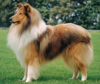 Cute Collie - Dog Breed