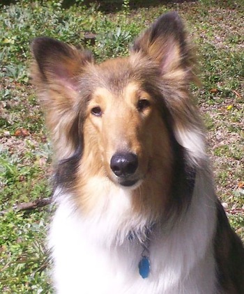 Photo Collie - Dog Breed