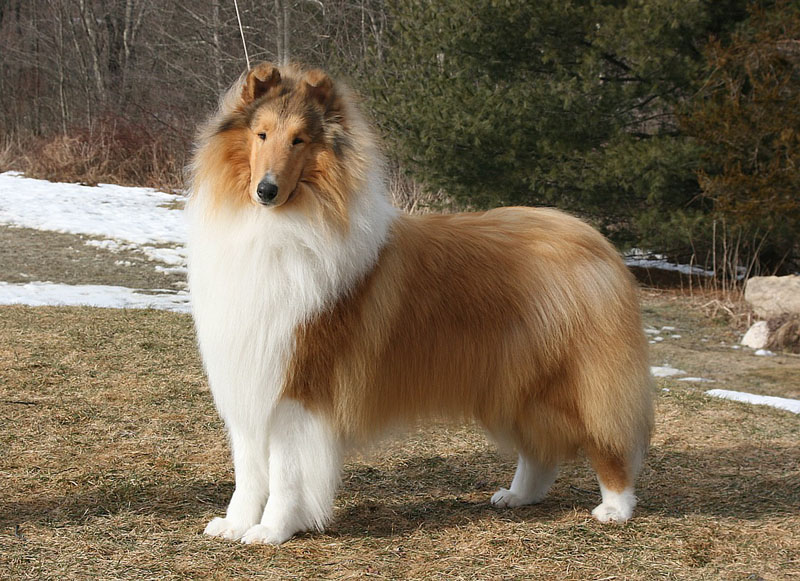 Collie - Dog Breed photo 