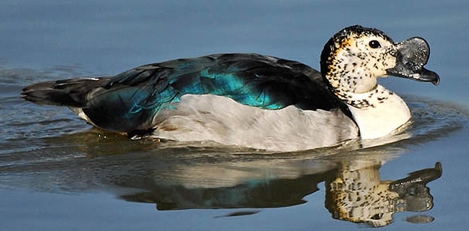 Comb duck