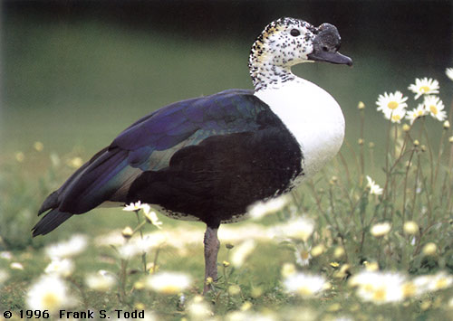Pretty Comb duck