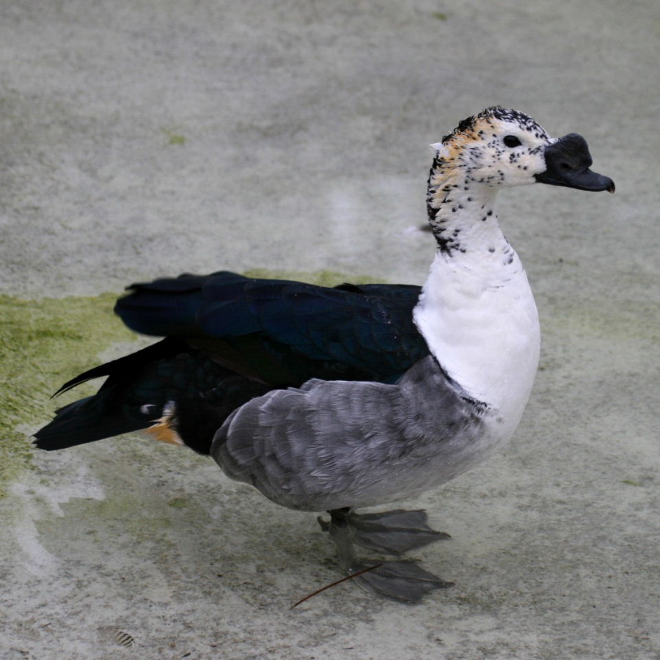 Pretty Comb duck