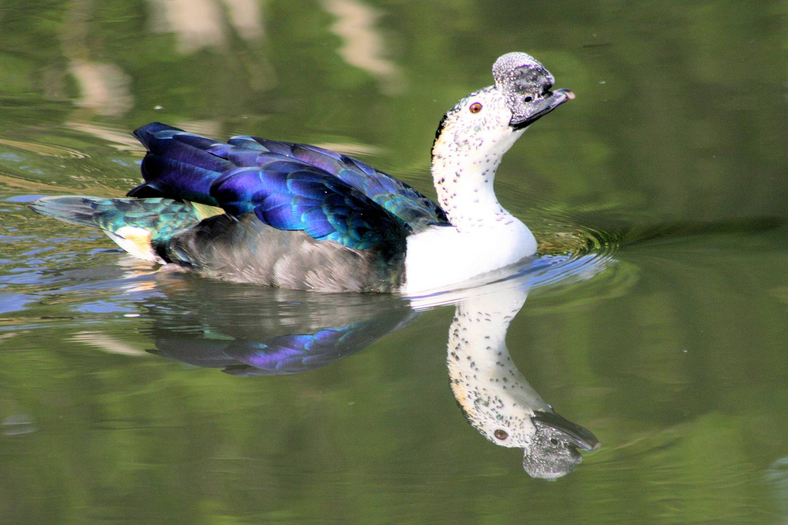 Pretty Comb duck