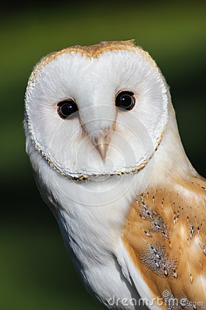 Common barn owl