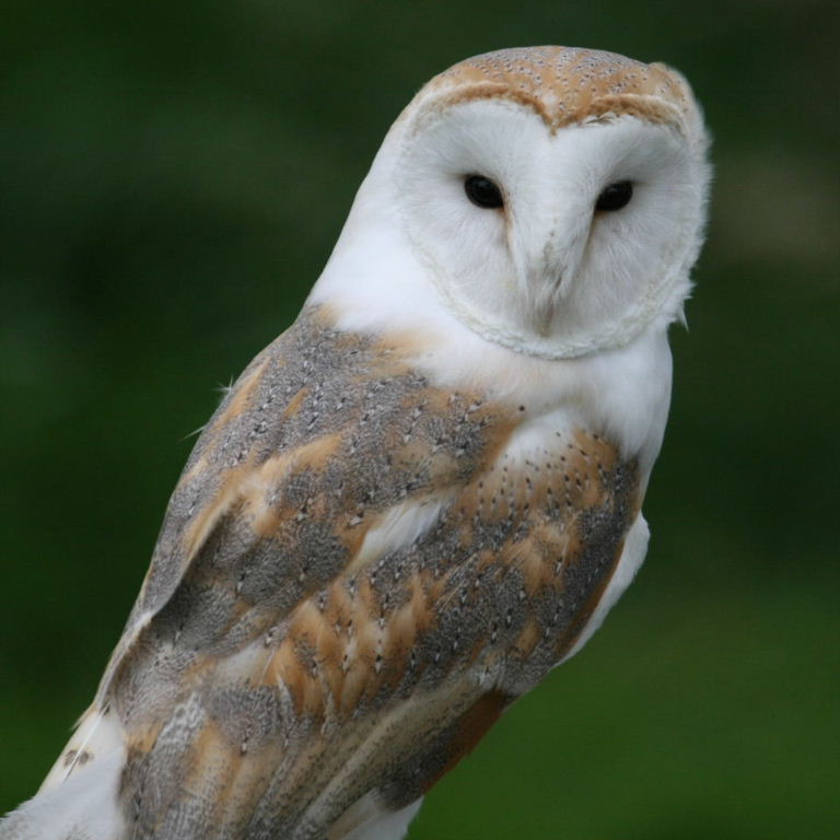 Pretty Common barn owl