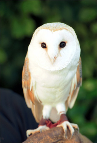 Pretty Common barn owl