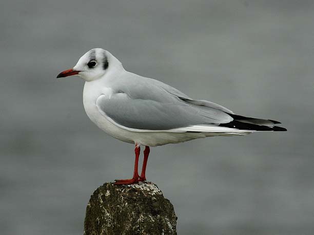 Common black-headed gull