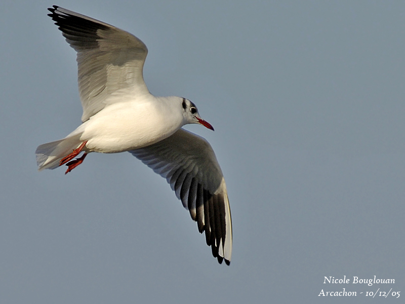 Pretty Common black-headed gull