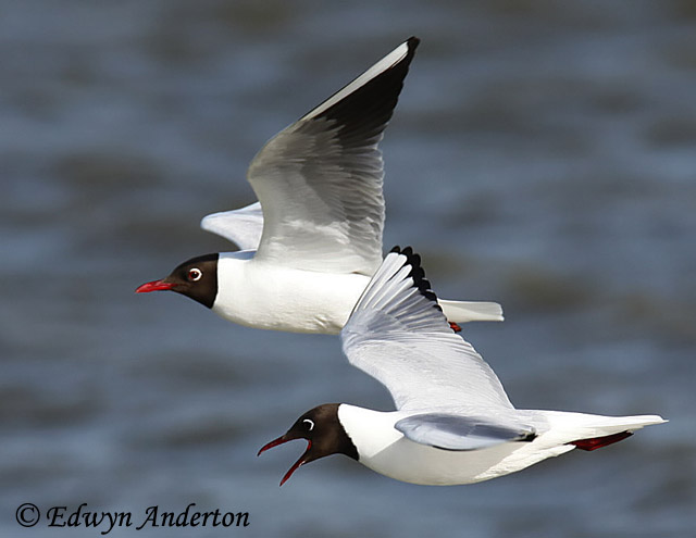 Pretty Common black-headed gull