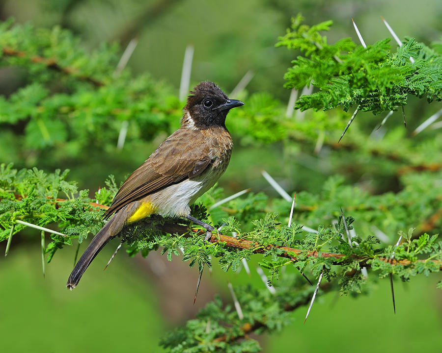 Common bulbul