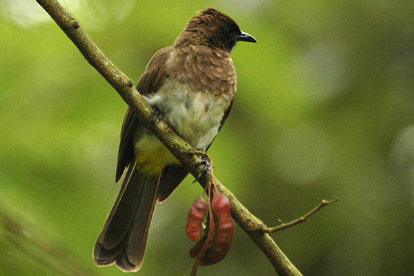 Pretty Common bulbul