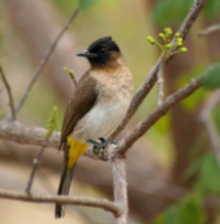 Pretty Common bulbul