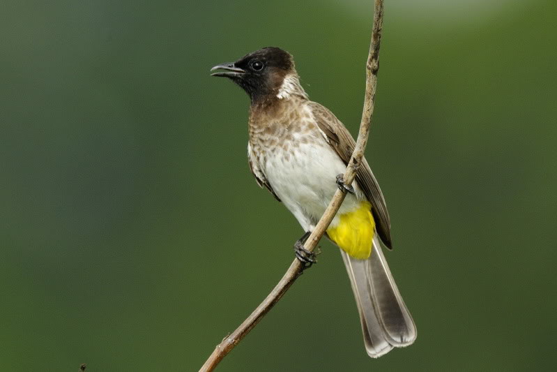 Pretty Common bulbul