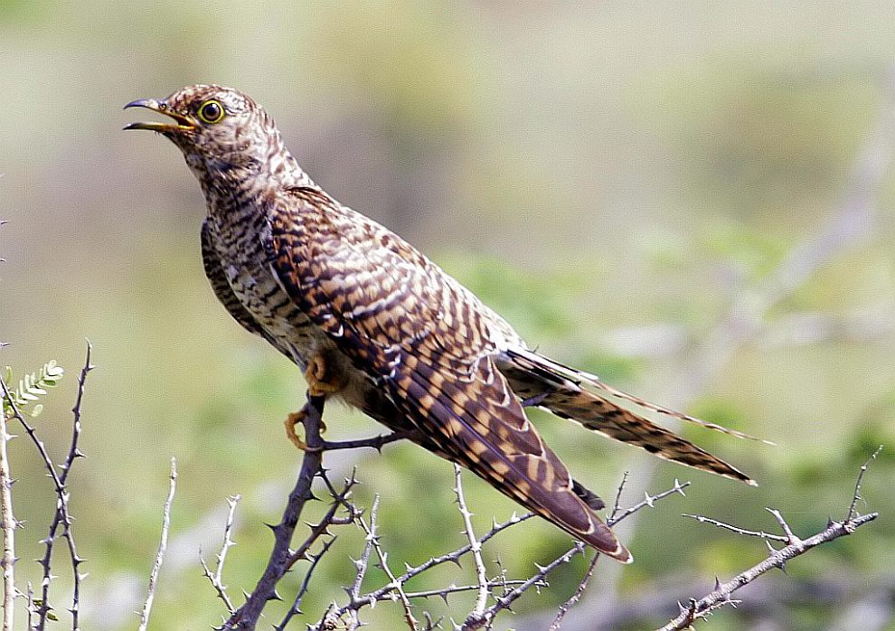 Common cuckoo