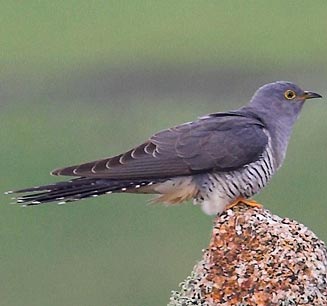 Pretty Common cuckoo