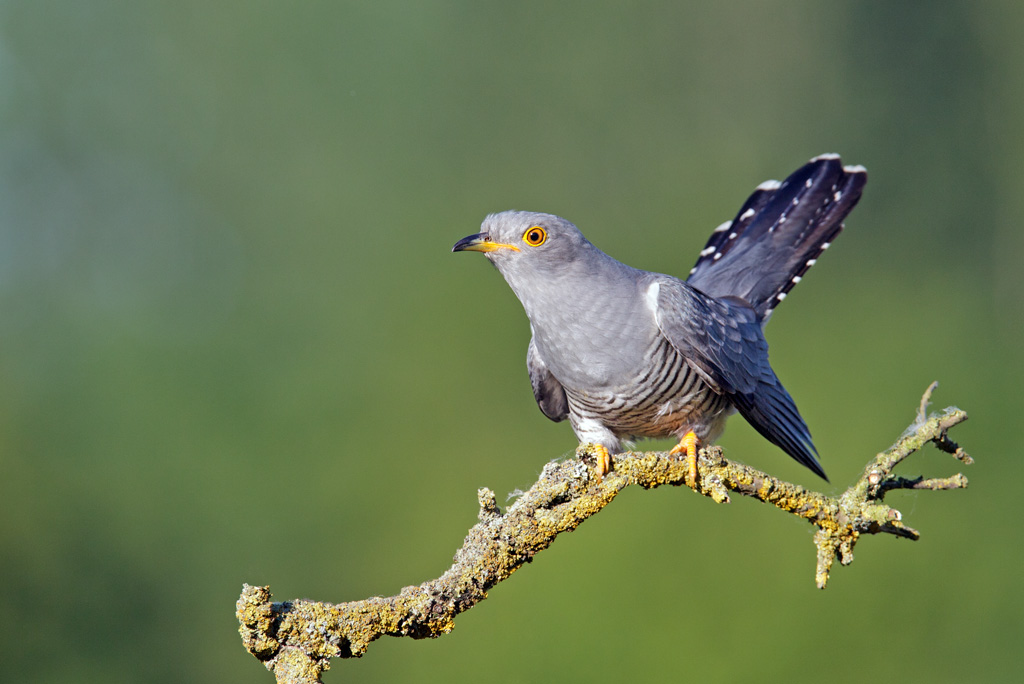 Pretty Common cuckoo