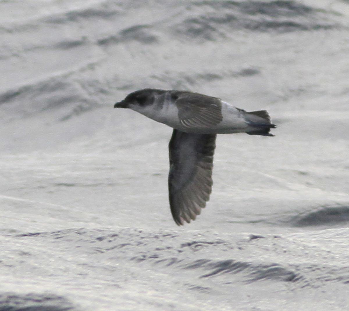 Common diving-petrel