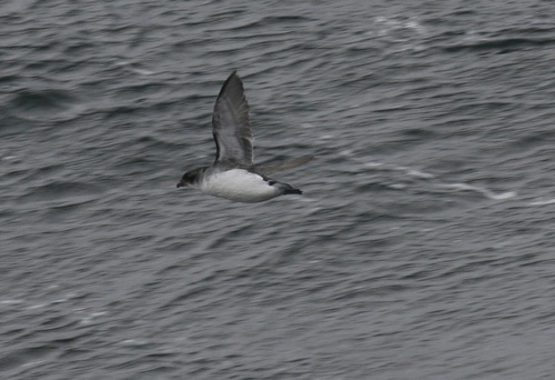 Pretty Common diving-petrel