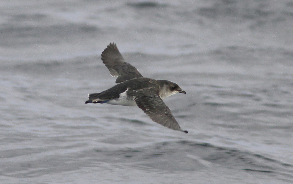 Pretty Common diving-petrel
