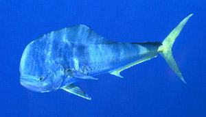 Common dolphinfish