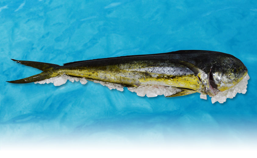 Pretty Common dolphinfish