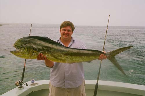 Pretty Common dolphinfish