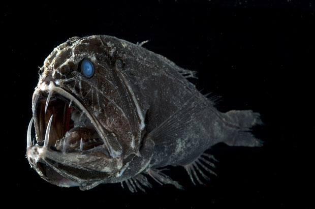 Pretty Common fangtooth