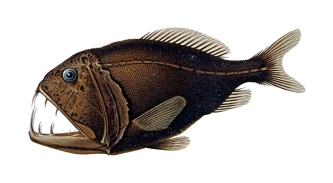 Pretty Common fangtooth