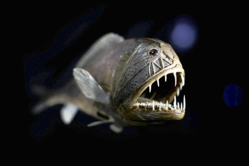 Pretty Common fangtooth