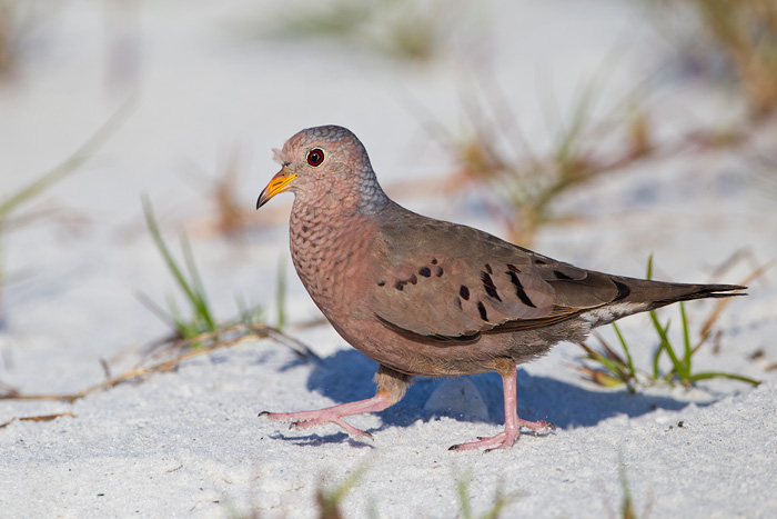 Common ground dove