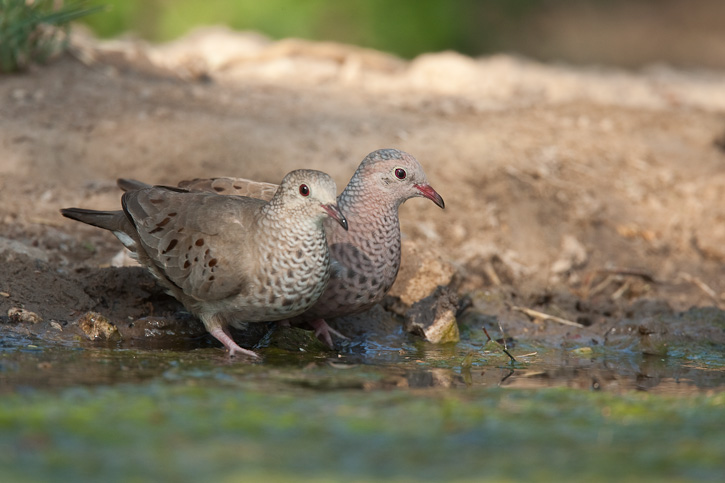 Pretty Common ground dove