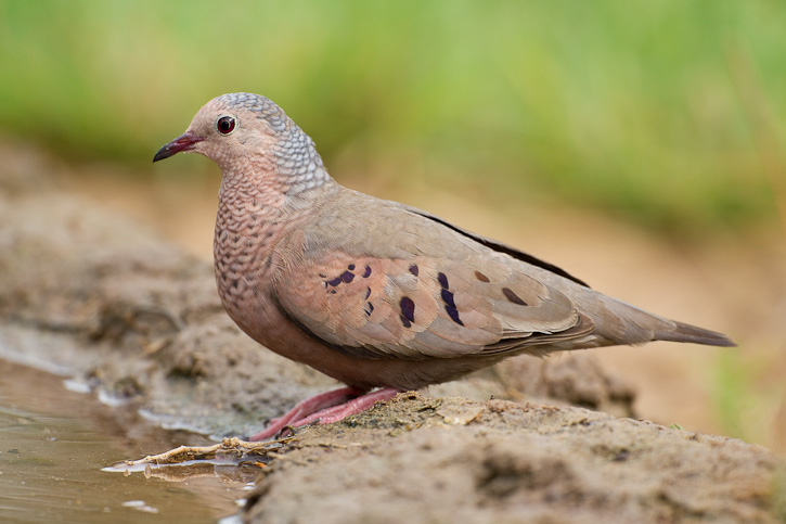 Pretty Common ground dove