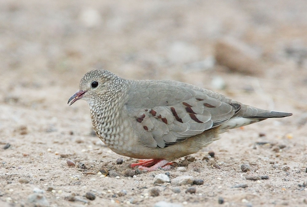 Pretty Common ground dove