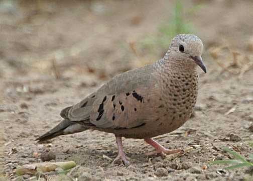 Pretty Common ground dove