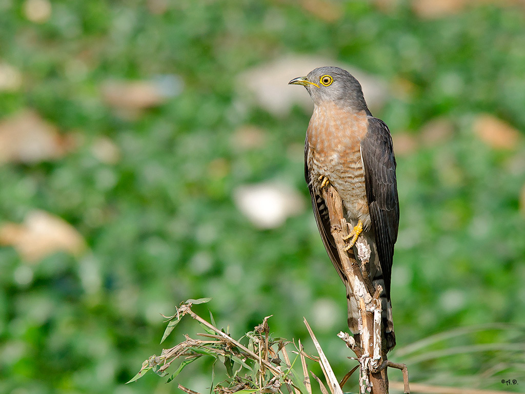 Common hawk-cuckoo