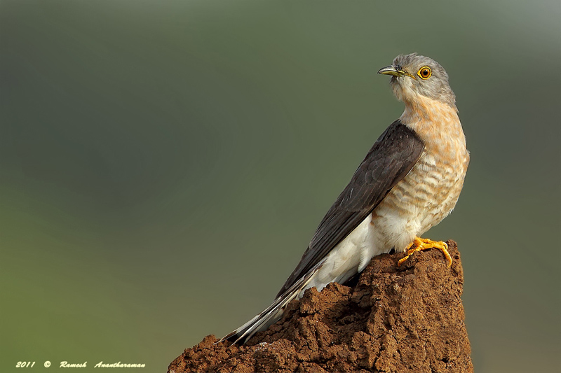 Pretty Common hawk-cuckoo