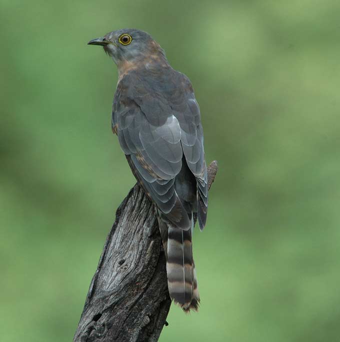 Pretty Common hawk-cuckoo