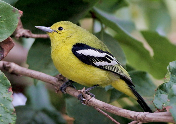 Common iora