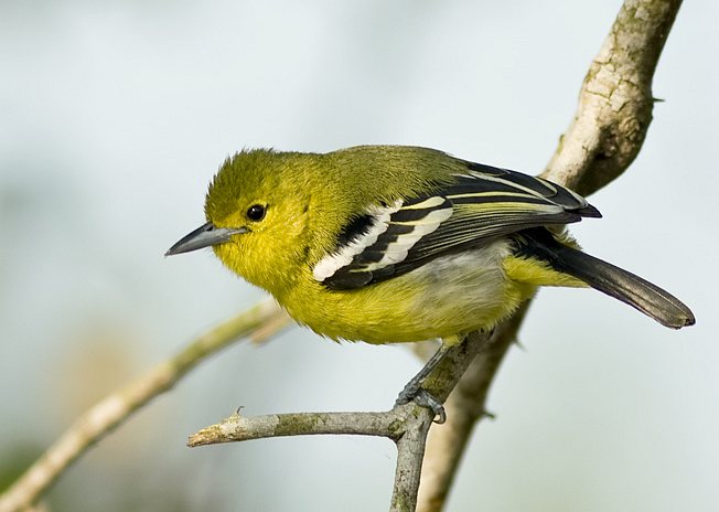 Pretty Common iora