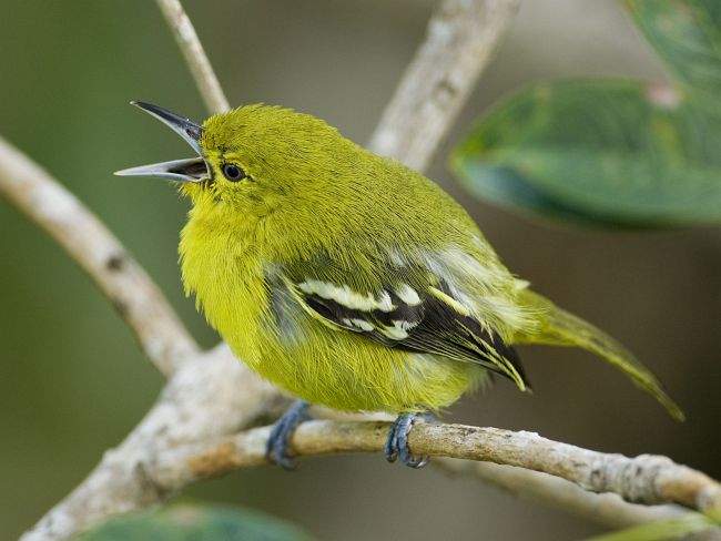 Pretty Common iora