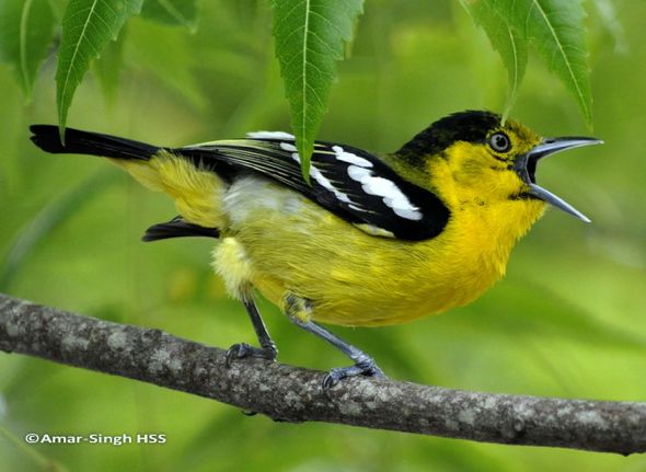 Pretty Common iora