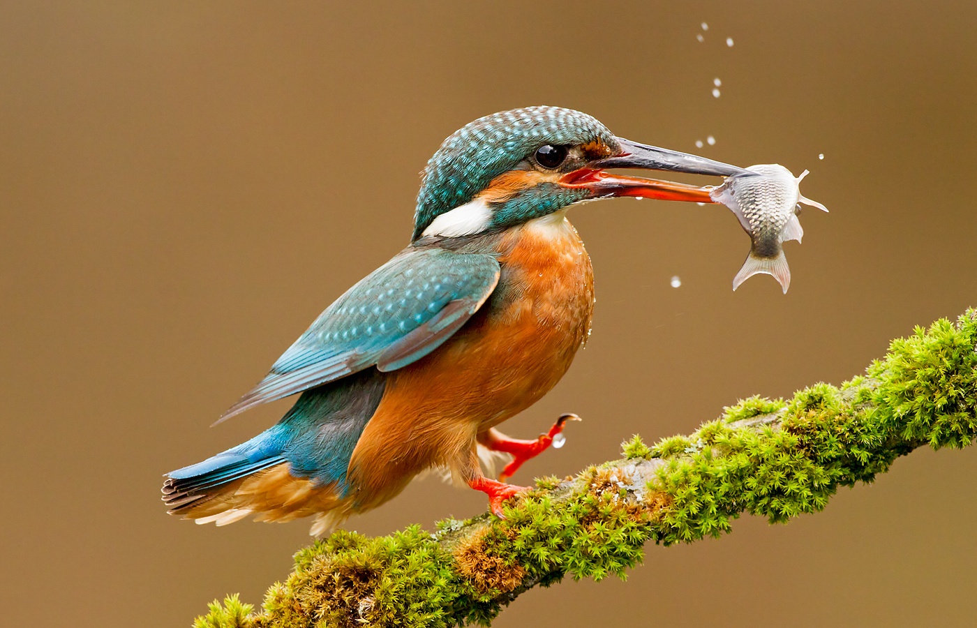 Common kingfisher