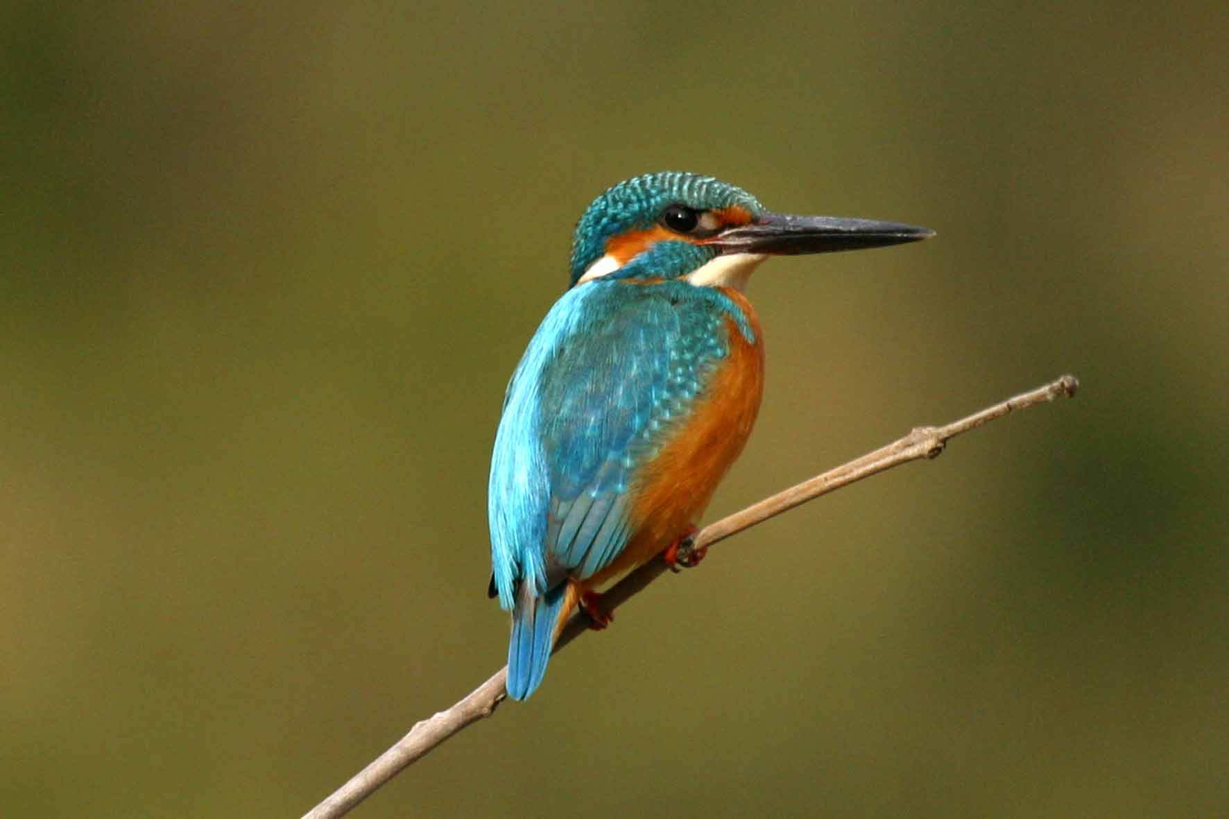 Pretty Common kingfisher