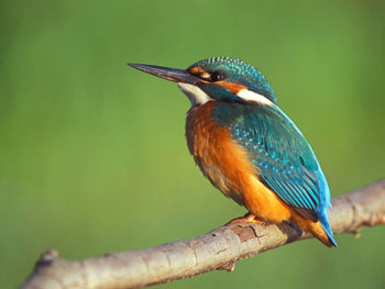 Pretty Common kingfisher