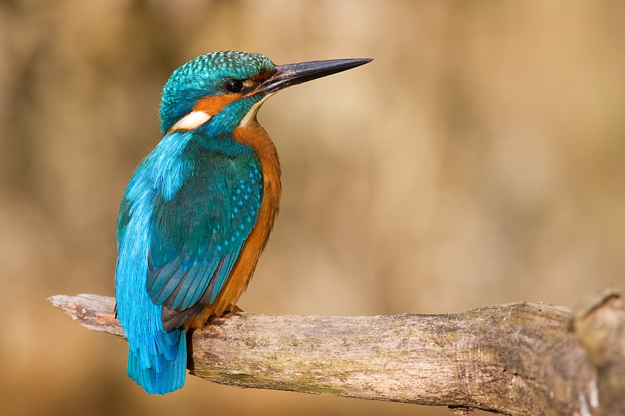 Pretty Common kingfisher