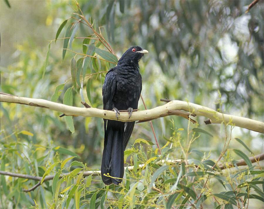 Common koel