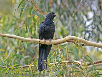 Pretty Common koel