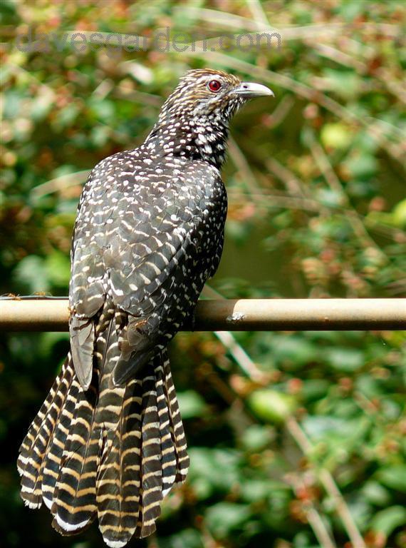 Pretty Common koel
